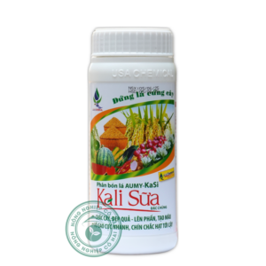 KALI SỮA ÂU MỸ | Chắc cây đẹp quả - Lên phấn tạo màu | Âu Mỹ