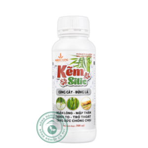 KẼM SILIC | Cứng cây - Đứng lá - Ngắn lóng - Mập thân | Khánh Hưng