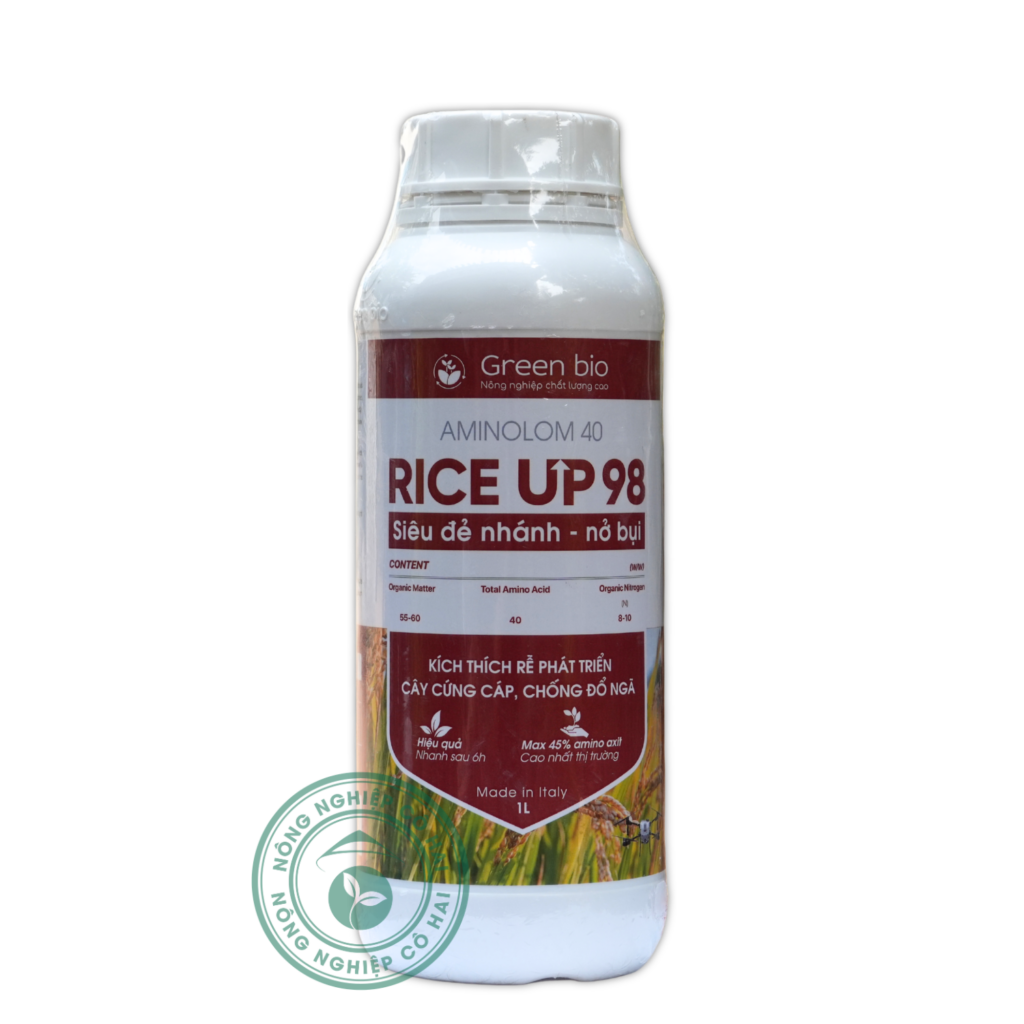 RICE UP 98 | Bung bụi khỏe – Rễ mạnh – Hạt chắc sáng | Green Bio
